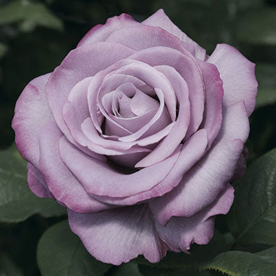 ROSE NEPTUNE HYBRID TEA ROSE