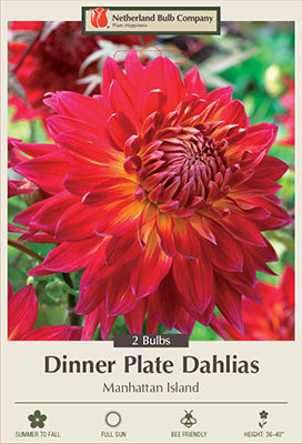 DAHLIA DINNER PLATE MANHATTAN ISLAND