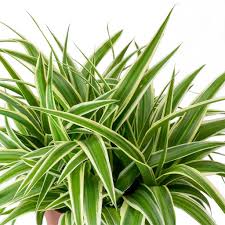 Spider plant Ocean