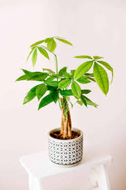 Pachira - Money Tree