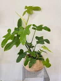 Philo Panduriforme Collector Plant