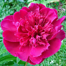 Inspecteur Lavergne Peony
