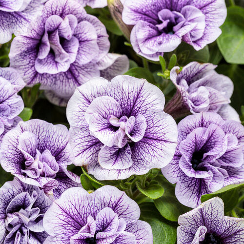 Supertunia Priscilla PW