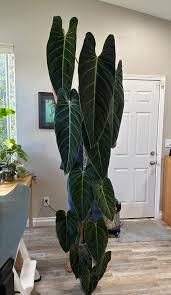 is philodendron melanochrysum rare Philo Melanochrysum Collector Plant