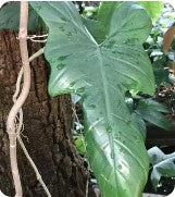 Philodendron Bipennifolium