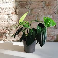 Philodendron Kylin Tail- Collector Plant