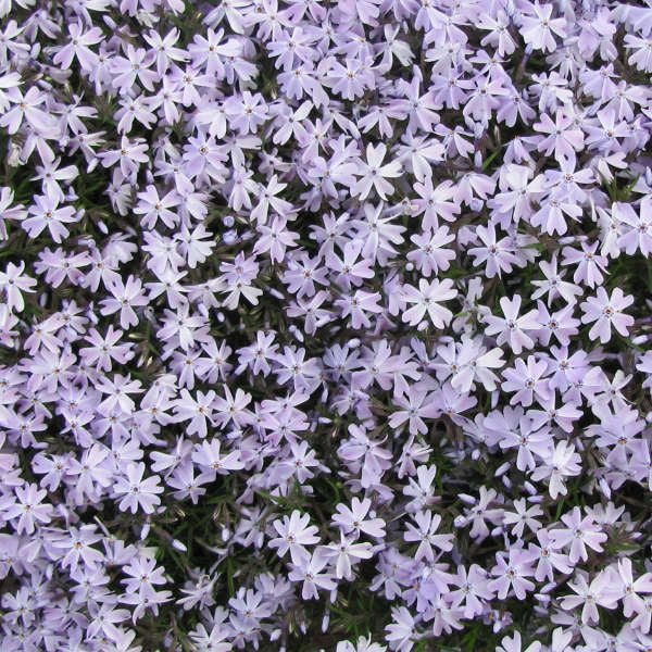 Phlox subulata 'Blue Emerald'