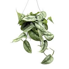 Pothos Picta