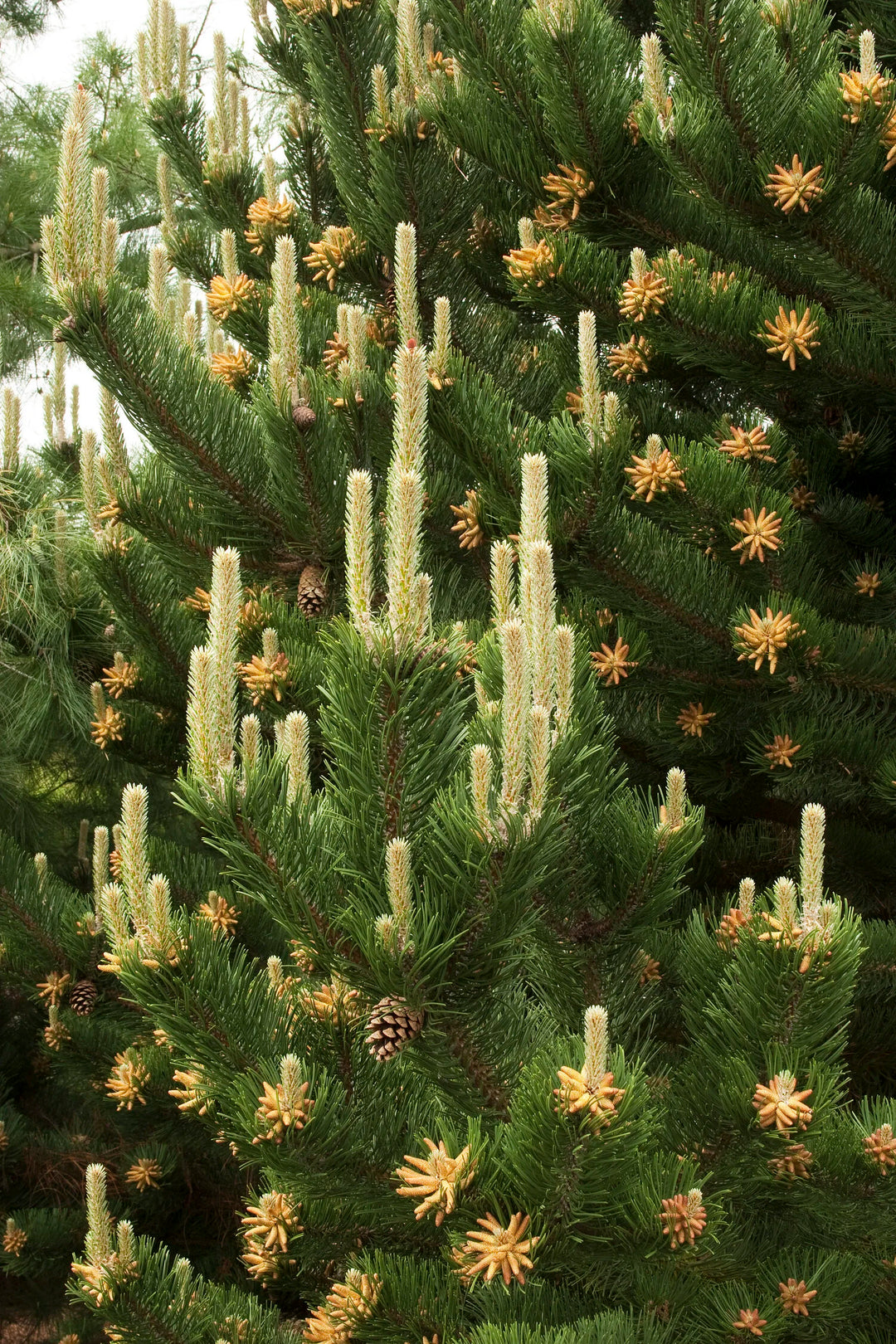 Oregon green Austrian pine