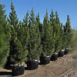 PINUS ELDARICA 4-5'
