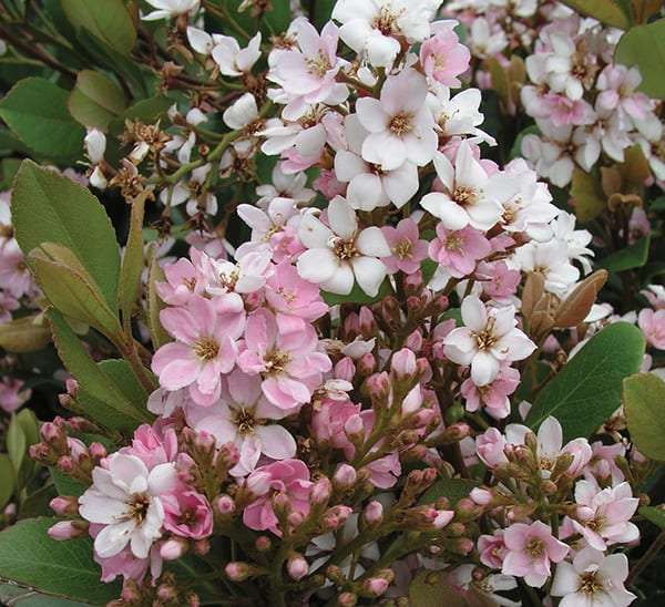 hawthorne succulent flower Indian Hawthorne 'Pink Lady'