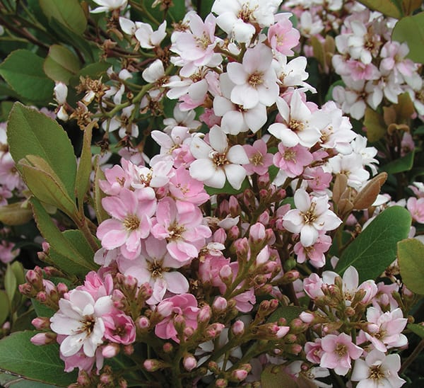 Indian Hawthorne 'Pink Lady'