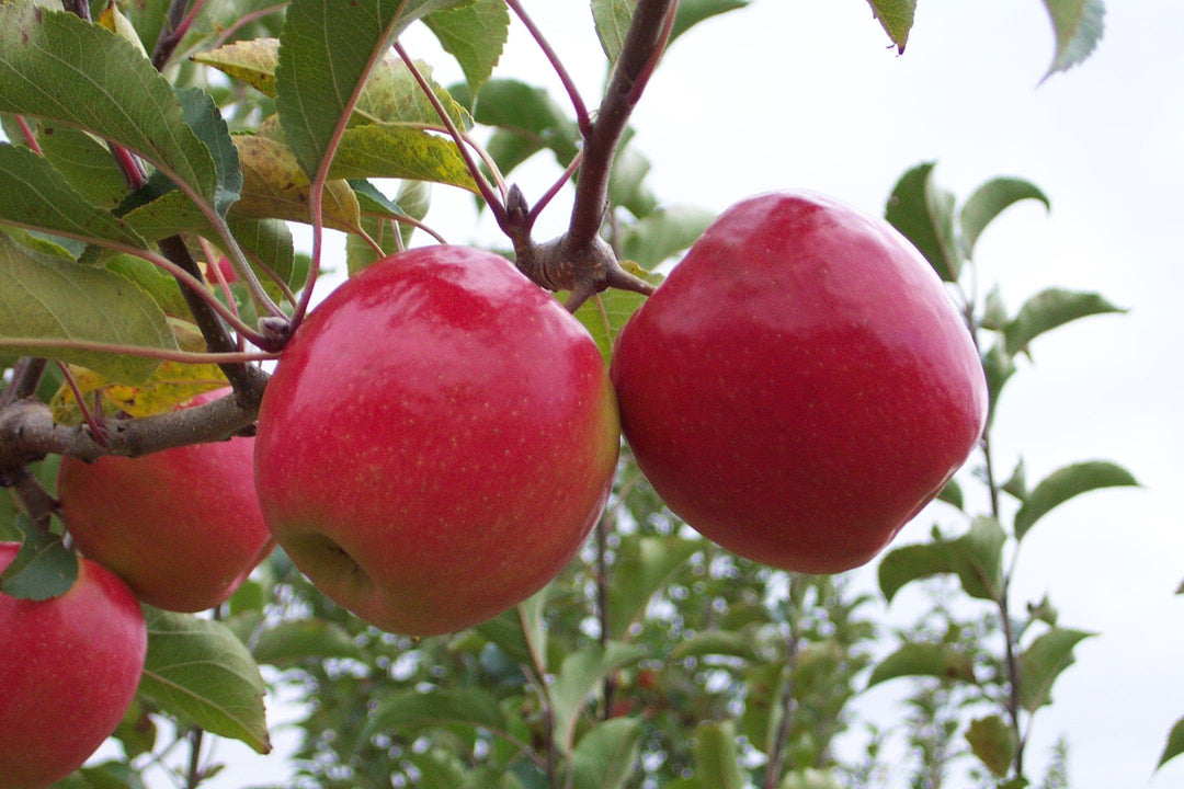 PINK LADY APPLE Tree