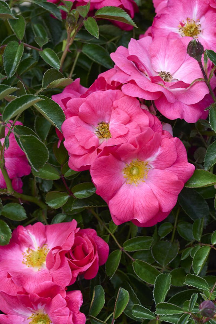 Flower Carpet® Rose