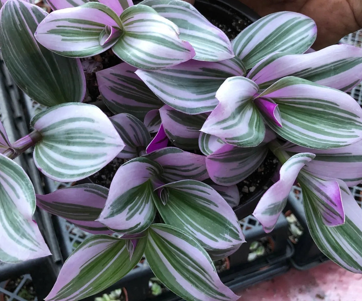 wandering jew plant air purifier Pink Wandering Jew Plant