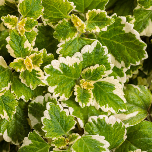 Variegated Swedish Ivy Plectranthus | Little Red Nursery, LLC Variegated Swedish Ivy Plectranthus | Little Red Nursery, LLC