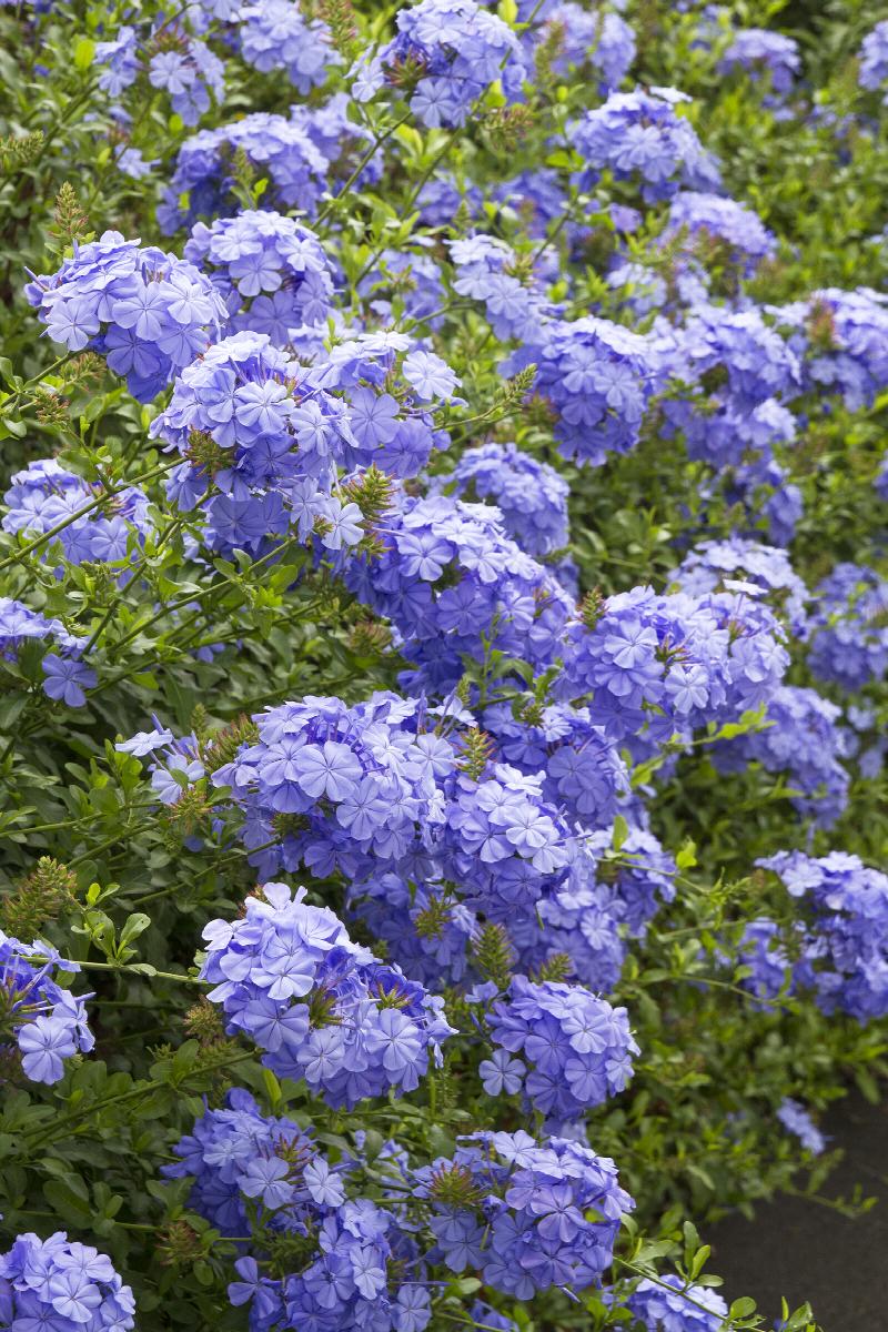 Royal Cape® Plumbago