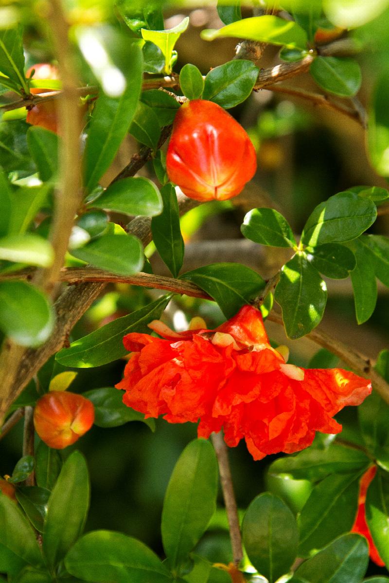 Fruiting Pomegranate