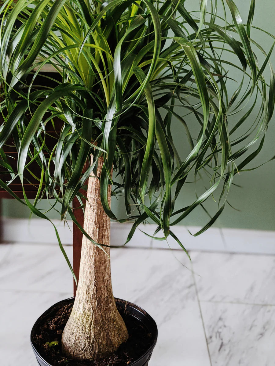 ponytail palm cost Beaucarnea - Ponytail Palm