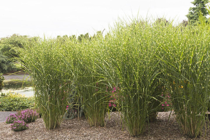 Porcupine Grass