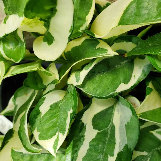 Pothos N' Joy
