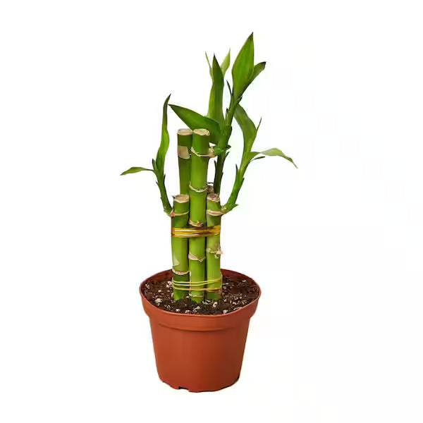 LUCKY BAMBOO
