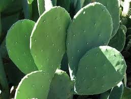 spineless prickly pear cactus fruit Opuntia Spineless Prickly Pear
