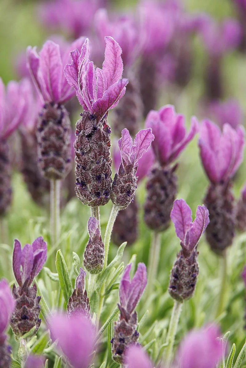 Spanish Lavender (‘Primavera’)