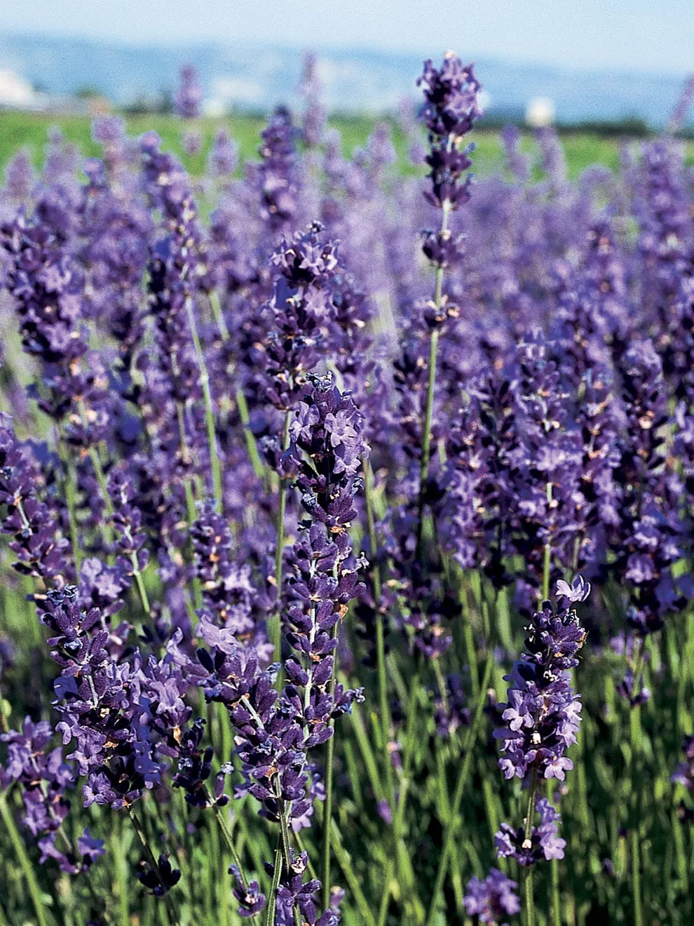 6" Lavender Grand Prairie Provence