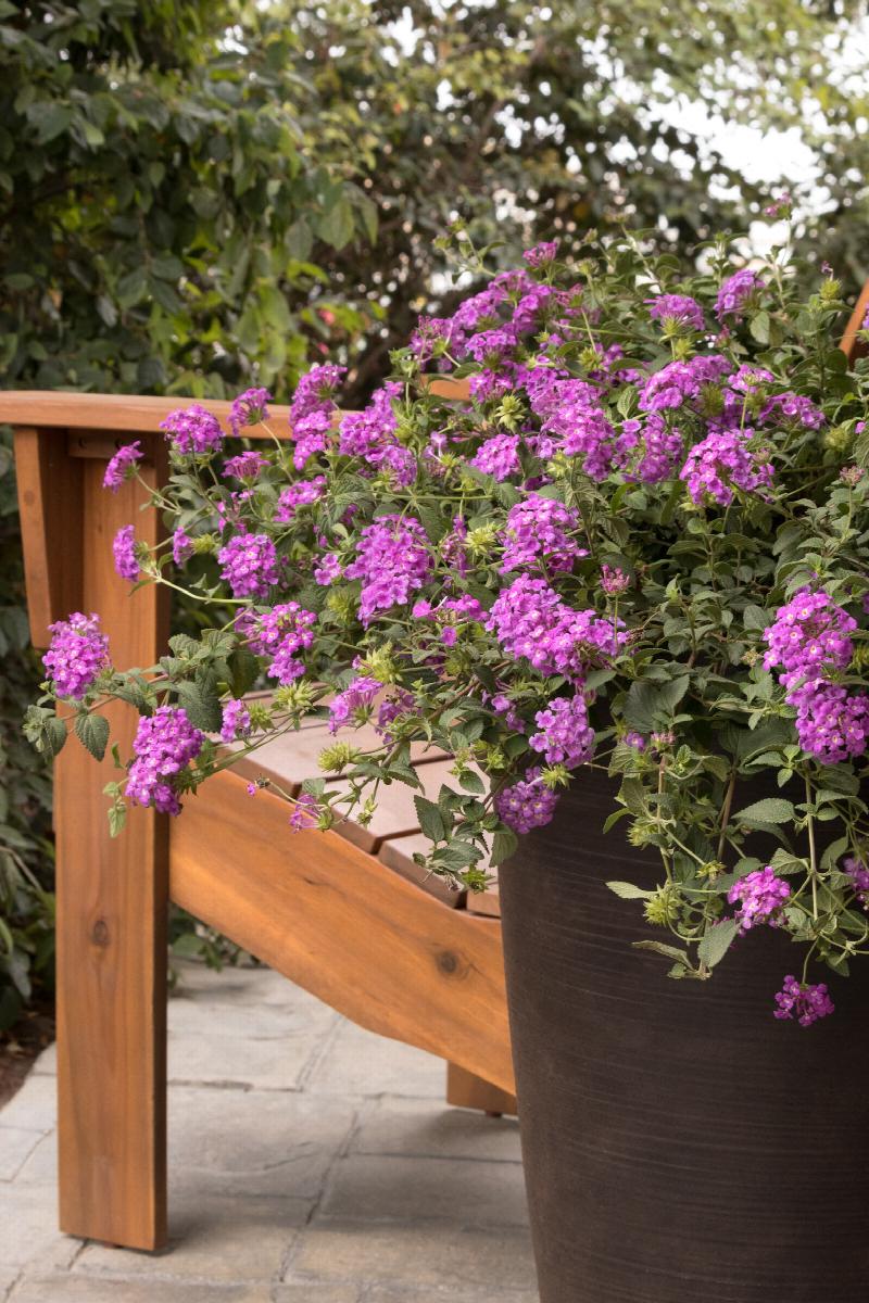 hanging lantana plant Purple Potion™ Trailing Lantana