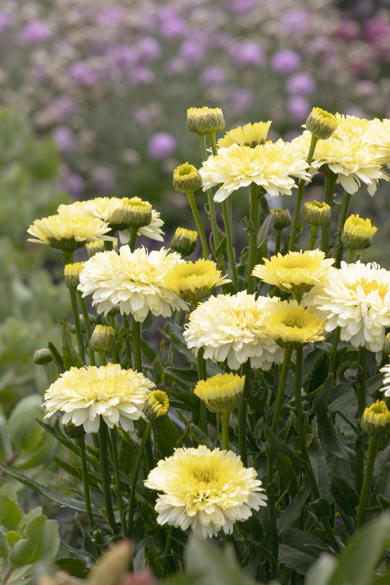 Lemon Puff™ Shasta Daisy