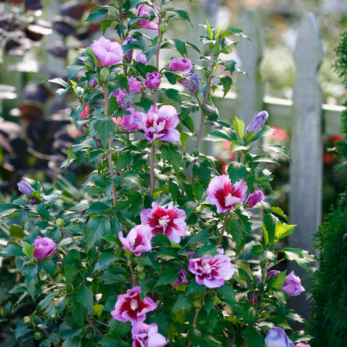 HIbiscus syriacus Proven Winners Color Choice 'Purple Pillar' NEW 2025