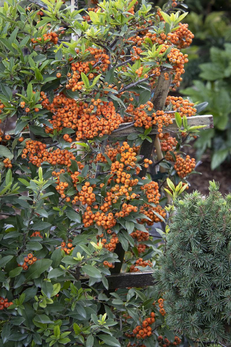 Yukon Belle® Pyracantha