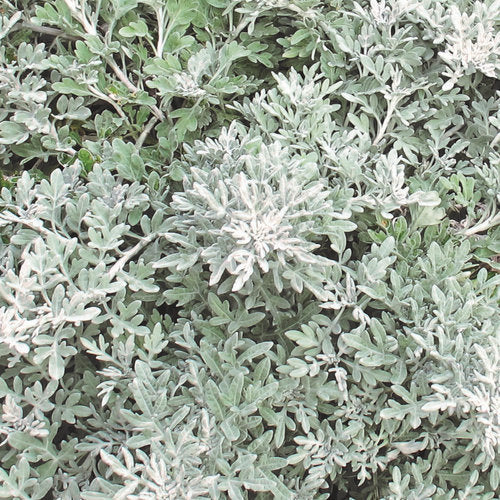 Silver Bullet® Wormwood Artemisia stelleriana PW
