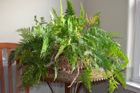FERN RABBIT'S FOOT