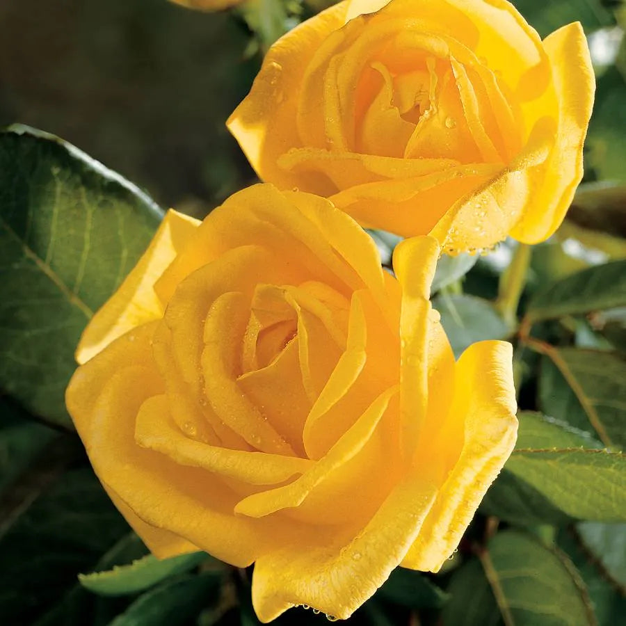 ROSE RADIANT PERFUME
