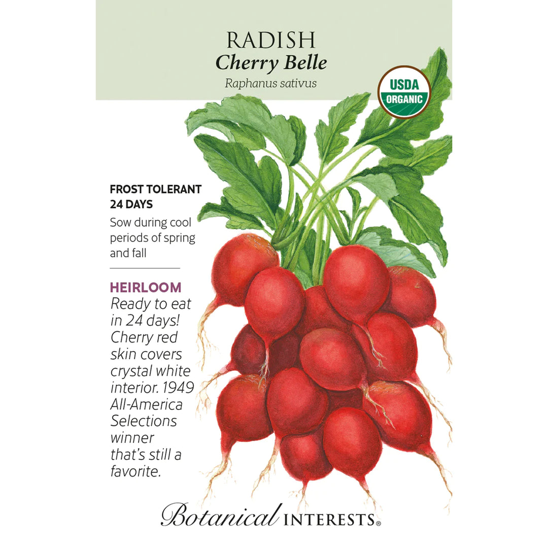 Radish Cherry Belle Org
