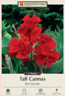CANNA RED DAZZLER 2/3 eye