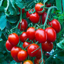 4" Chef Jeff's VEG - RED CHERRY TOMATO