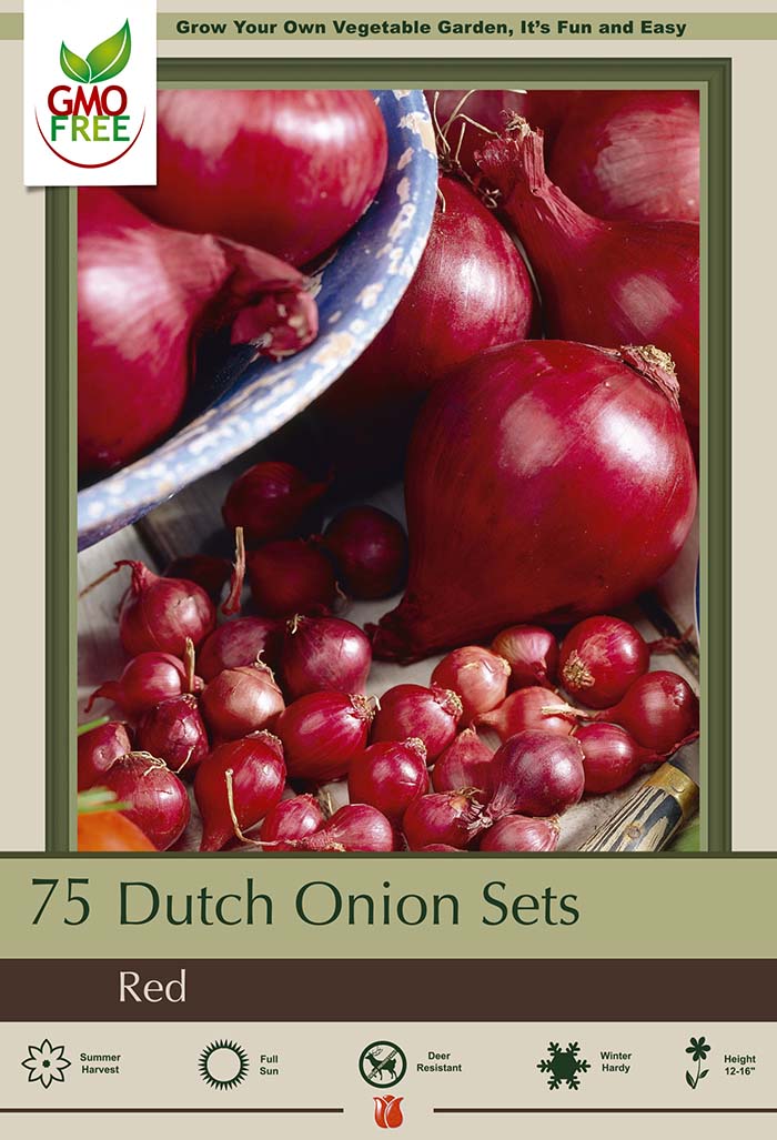Dutch Onion Bulbs