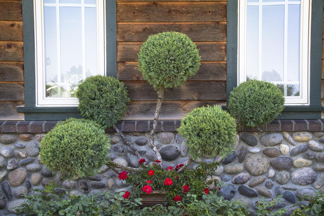 Hetz Blue Juniper
