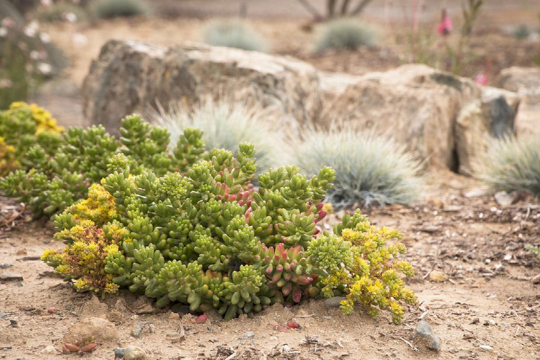 Pink Jelly Beans Sedum