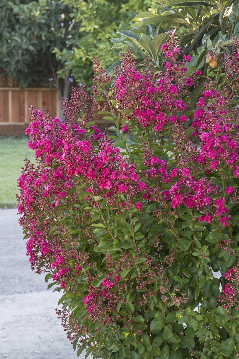 Tonto Crape Myrtle