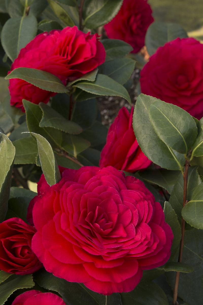 Nuccio's Bella Rossa Camellia