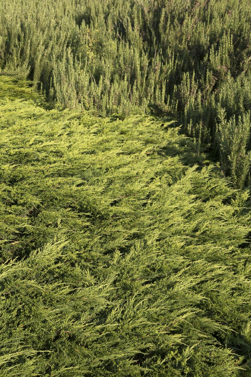 Calgary Carpet® Juniper