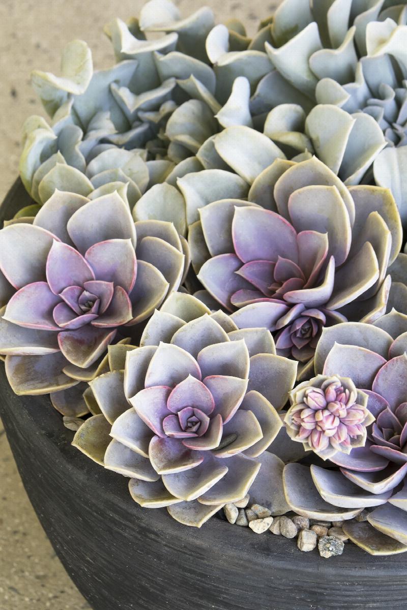 perle von nurnberg succulent Perle von Nurnberg Echeveria