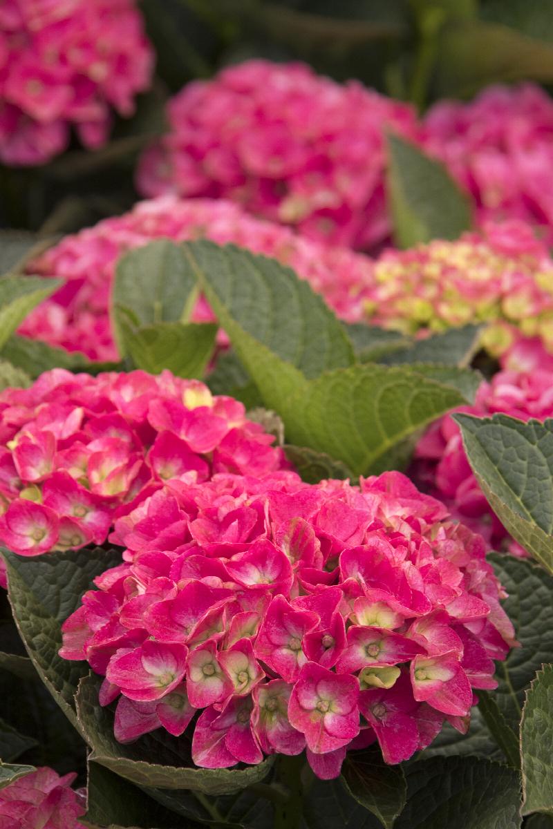 Seaside Serenade® Martha's Vineyard Hydrangea