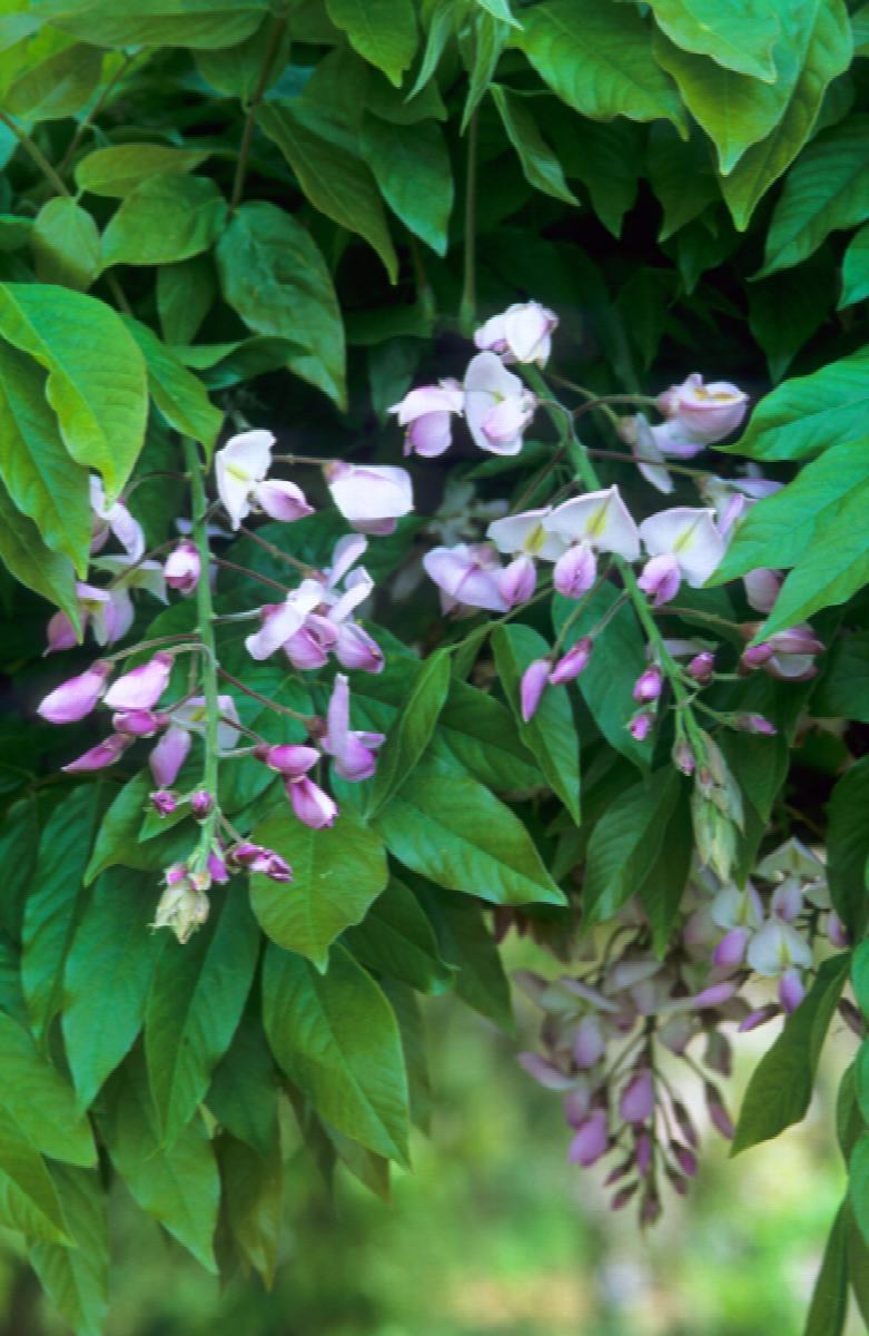 Shiro-Beni Silky Wisteria Vine