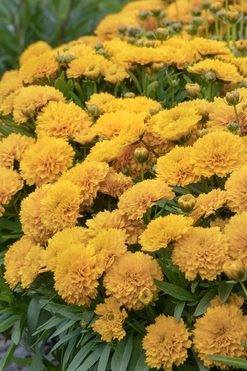 Solanna™ Golden Sphere Coreopsis