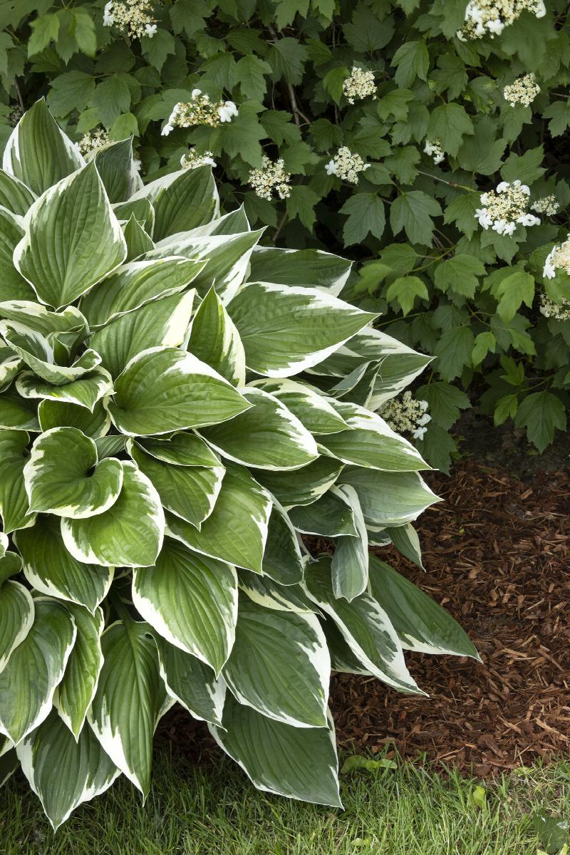 Francee Hosta